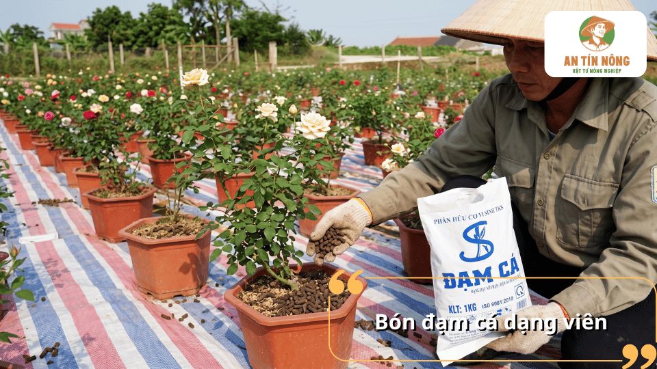 Cách bón đạm cá dạng viên cho hoa hồng giúp bổ sung dinh dưỡng lâu dài và cải tạo đất.