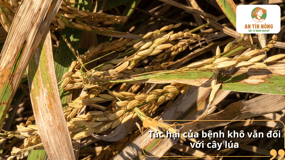 Bệnh khô vằn trên lúa khiến cây lúa khô lá, lép hạt và giảm đáng kể năng suất thu hoạch.