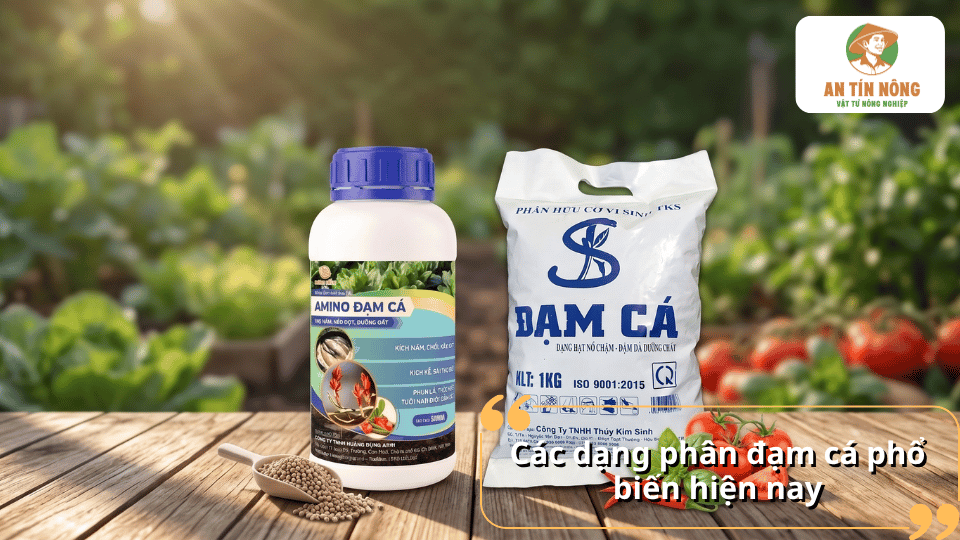 Các dạng đạm cá phổ biến dùng để tưới rau gồm đạm cá lỏng, đạm cá viên và đạm cá tự ủ.