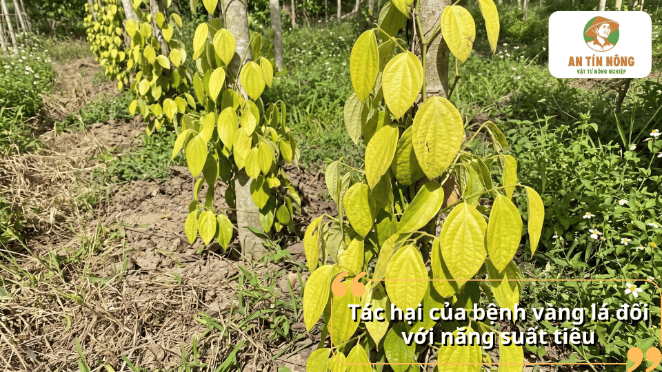 Bệnh vàng lá trên cây hồ tiêu làm giảm khả năng quang hợp, suy yếu bộ rễ, giảm năng suất, chất lượng hạt và có thể gây chết cây.