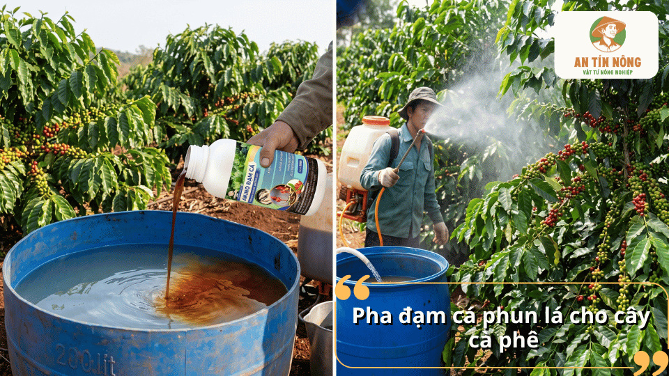 Hướng dẫn pha đạm cá để phun lá cho cây cà phê đúng liều lượng giúp bổ sung dinh dưỡng nhanh, kích thích sinh trưởng và tăng sức chống chịu.