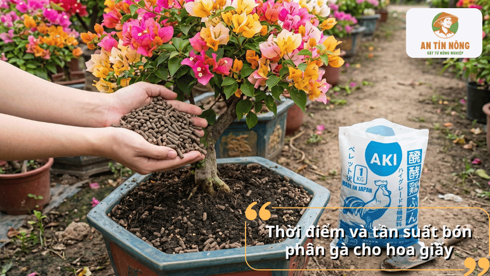 Thời điểm thích hợp để bón phân gà cho hoa giấy đạt hiệu quả cao.