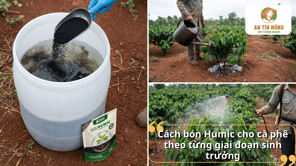 Cách bón Humic cho cà phê theo từng giai đoạn sinh trưởng đạt hiệu quả cao.