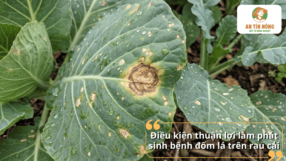 Điều kiện thuận lợi làm phát sinh bệnh đốm lá trên rau cải trong mùa mưa và độ ẩm cao.