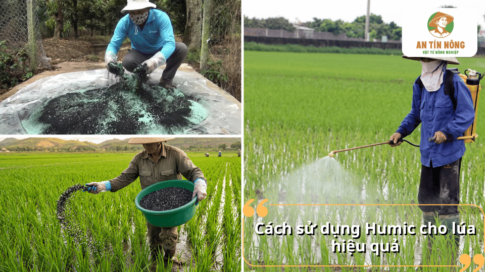 Cách sử dụng Humic cho lúa bằng bón gốc và phun lá giúp cây sinh trưởng khỏe mạnh.
