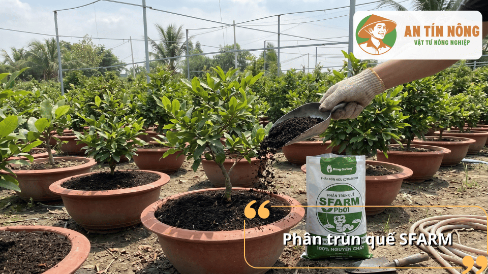 Phân trùn quế SFARM bổ sung chất hữu cơ và vi sinh có lợi, giúp đất tơi xốp, rễ khỏe và mai vàng sinh trưởng ổn định.