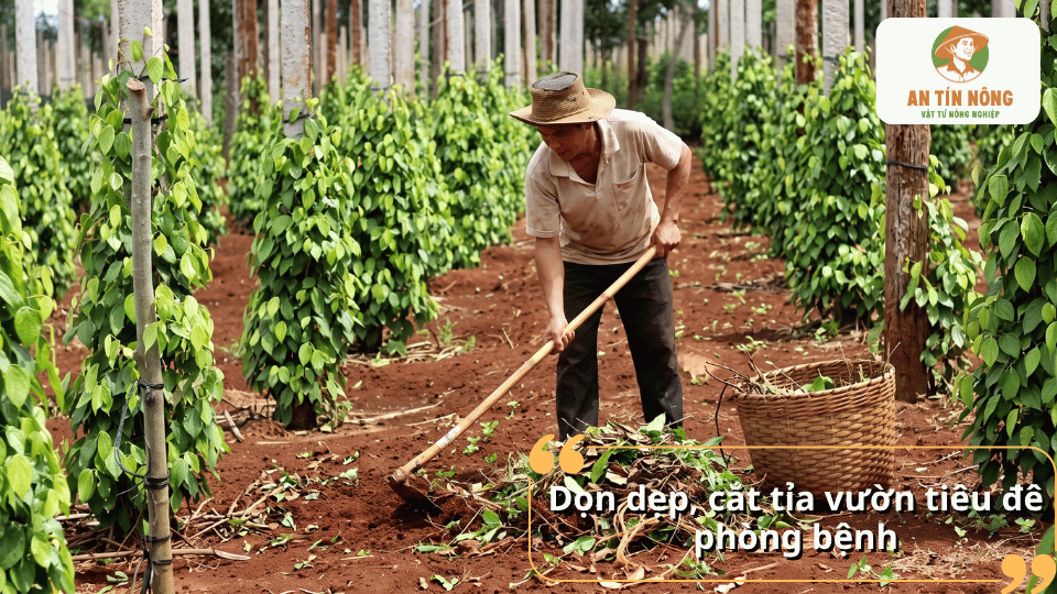 Thường xuyên dọn vệ sinh và cắt tỉa vườn tiêu giúp tăng độ thông thoáng, giảm nguồn bệnh và hạn chế bệnh thán thư phát sinh.