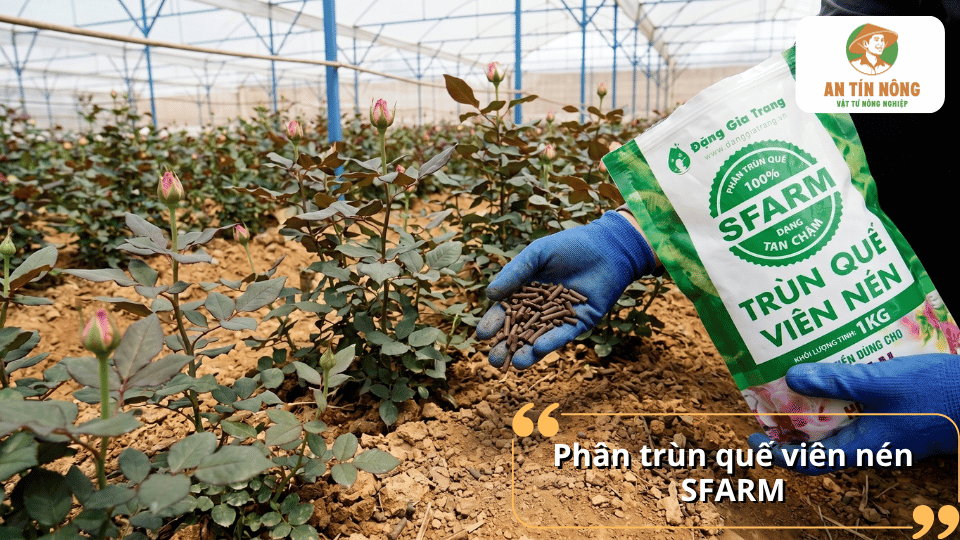 Phân trùn quế viên nén SFARM bón cho hoa hồng phát triển khỏe mạnh