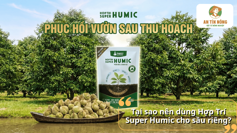 Hợp Trí Super Humic giúp phục hồi vườn sầu riêng sau thu hoạch
