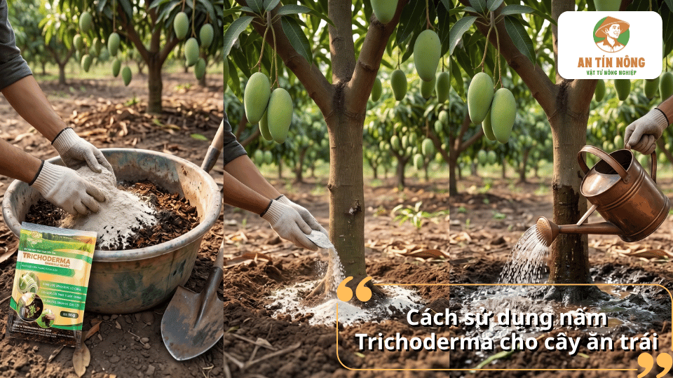 Hướng dẫn cách sử dụng nấm Trichoderma cho cây ăn trái đúng kỹ thuật