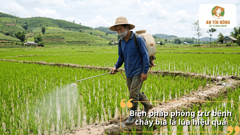 Nông dân phun thuốc phòng trừ bệnh cháy bìa lá lúa giúp bảo vệ năng suất và chất lượng.