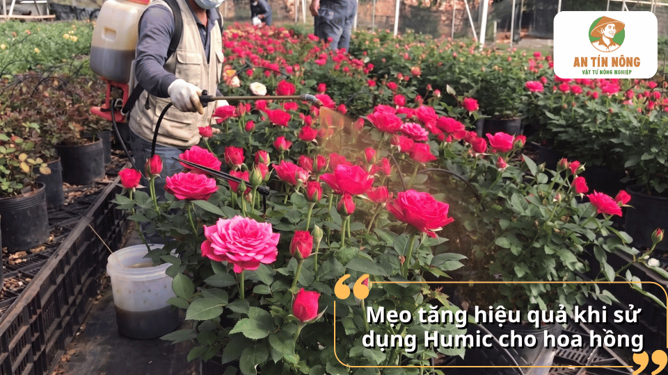 Mẹo sử dụng Humic cho hoa hồng giúp tăng hiệu quả hấp thu dinh dưỡng và kích thích cây ra hoa.