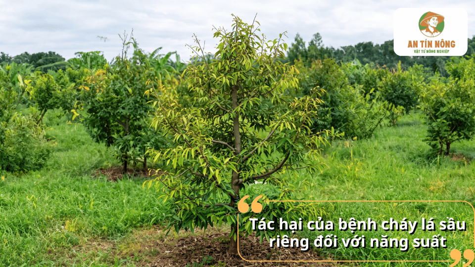 Bệnh cháy lá sầu riêng làm cây sinh trưởng kém, giảm khả năng quang hợp và ảnh hưởng đến năng suất.