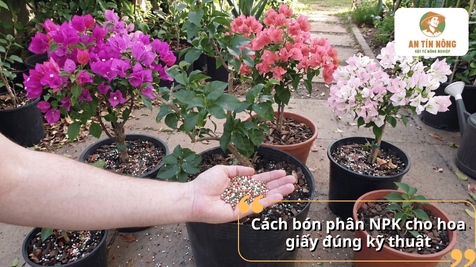 Hướng dẫn cách bón phân NPK cho hoa giấy đúng kỹ thuật giúp cây ra hoa đều và hạn chế thất thoát dinh dưỡng.