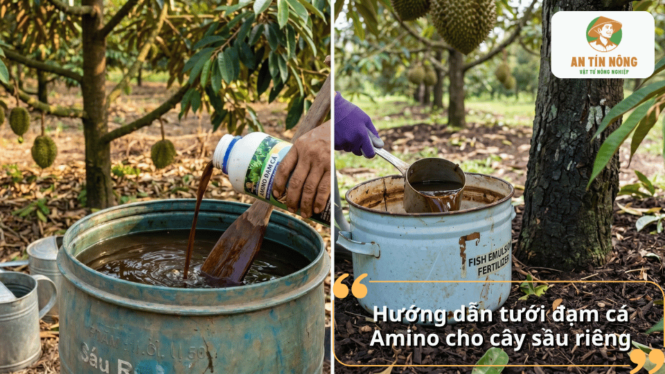 Cách pha loãng và tưới đạm cá Amino cho cây sầu riêng giúp bổ sung axit amin, tăng sức khỏe cây và hỗ trợ nuôi trái.