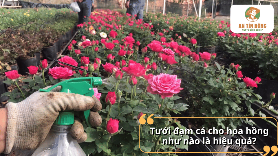 Hướng dẫn tưới đạm cá cho hoa hồng đúng liều lượng để cây sinh trưởng khỏe và ra hoa đẹp.