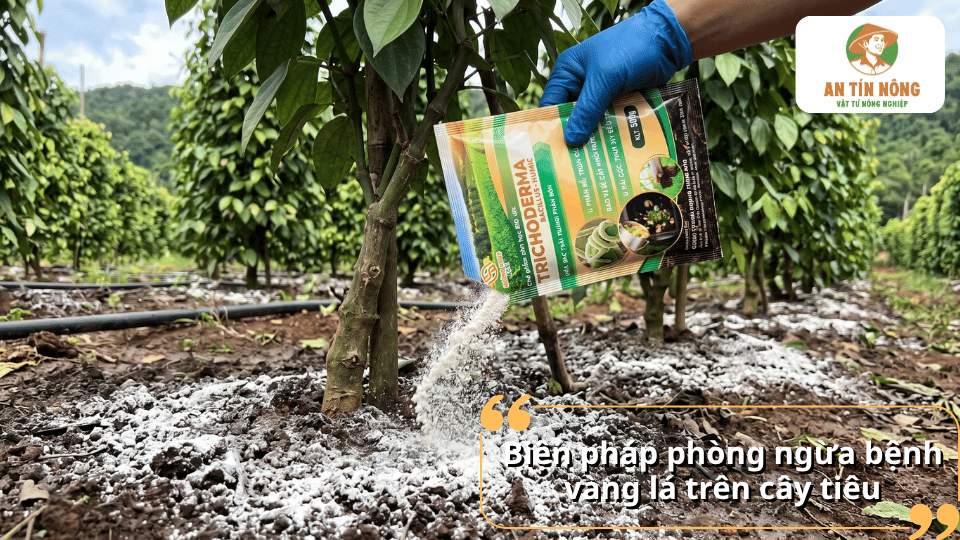 Biện pháp phòng ngừa bệnh vàng lá trên cây hồ tiêu bằng Trichoderma, cải tạo đất, tăng vi sinh có lợi và bảo vệ bộ rễ khỏe mạnh.