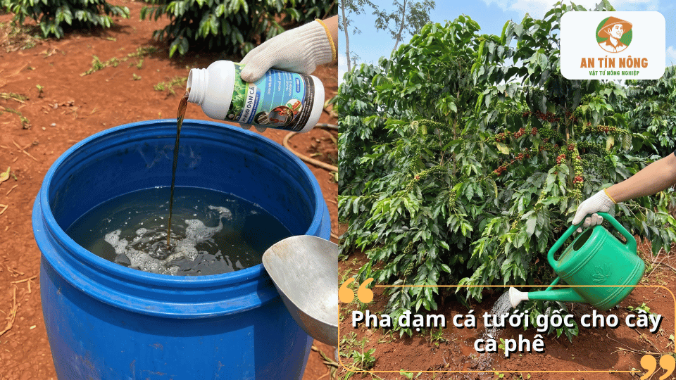 Cách pha đạm cá tưới gốc cho cây cà phê giúp kích thích ra rễ, cải tạo đất, tăng khả năng hấp thu dinh dưỡng và phát triển bền vững.