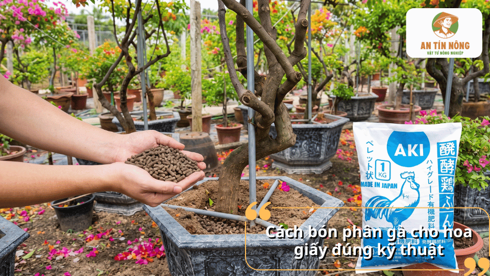 Hướng dẫn bón phân gà cho hoa giấy đúng kỹ thuật và an toàn.