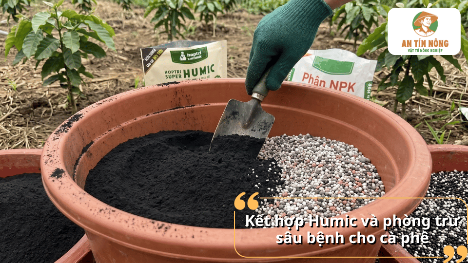 Kết hợp Humic với phân bón và phòng trừ sâu bệnh cho cây cà phê.