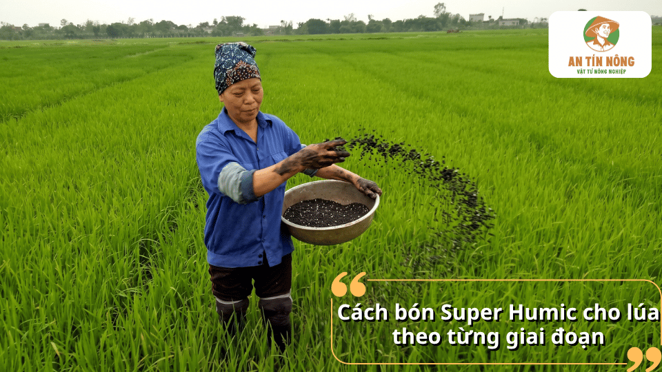 Cách bón Super Humic cho lúa theo từng giai đoạn giúp tăng số chồi hữu hiệu và năng suất.