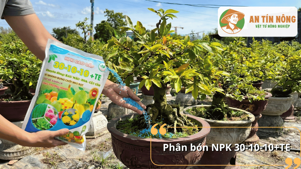 Phân bón NPK 30-10-10+TE giúp thúc đẩy phát triển cành lá, tăng sinh trưởng mạnh cho mai vàng trong giai đoạn nuôi tán.