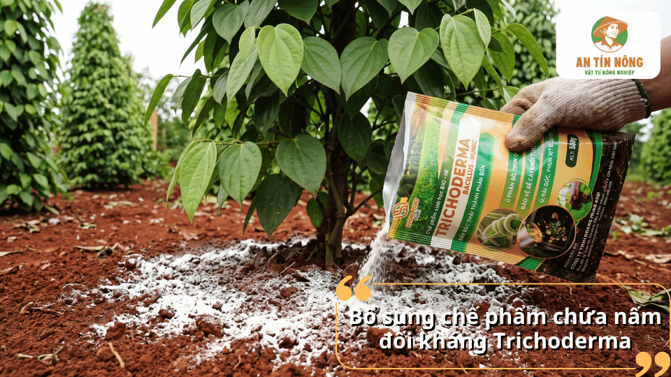 Bổ sung chế phẩm Trichoderma giúp cải tạo đất, ức chế nấm gây bệnh thán thư và tăng sức đề kháng cho cây hồ tiêu.