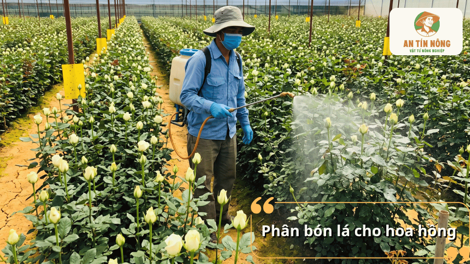 Phân bón lá cho hoa hồng giúp bổ sung dinh dưỡng nhanh