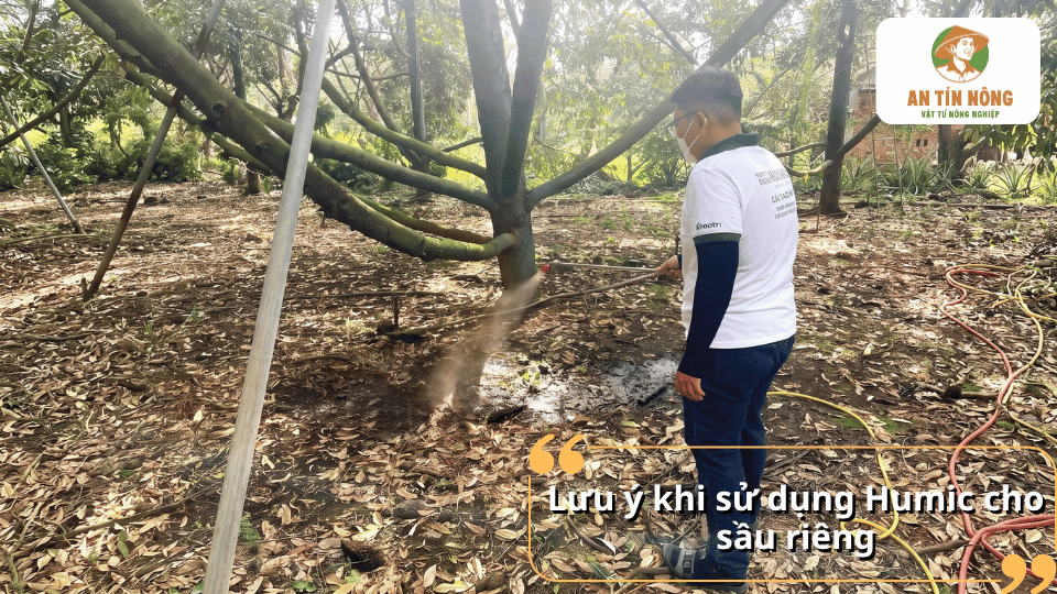 Lưu ý khi sử dụng Humic cho cây sầu riêng đạt hiệu quả cao
