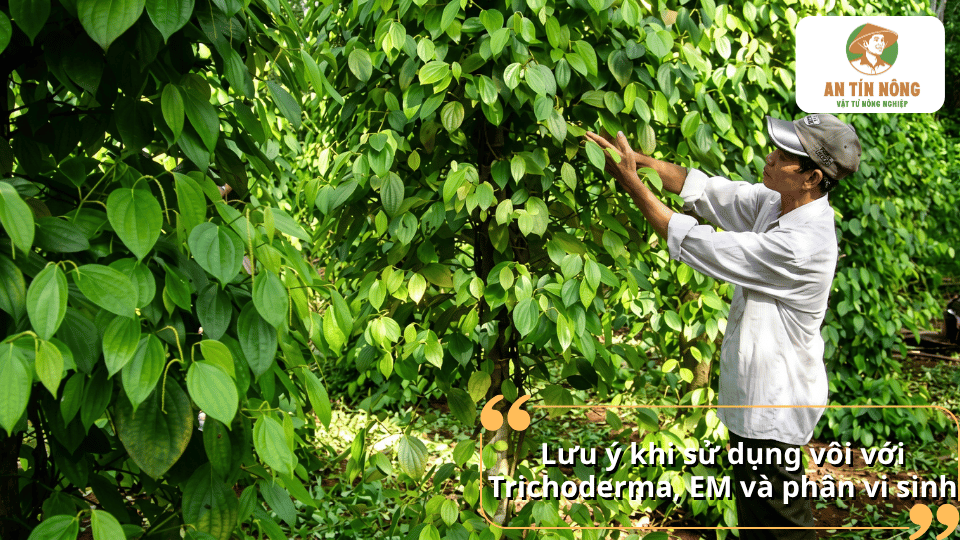 Lưu ý khi sử dụng vôi với Trichoderma, EM và phân vi sinh cho cây tiêu