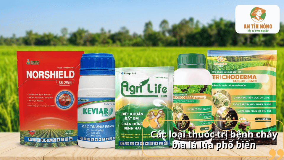 Các loại thuốc trị bệnh cháy bìa lá lúa phổ biến giúp kiểm soát bệnh hiệu quả trên đồng ruộng.