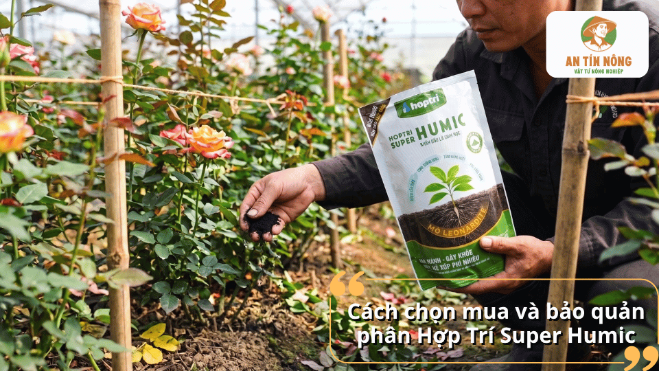 Cách chọn mua và bảo quản phân Hợp Trí Super Humic đúng cách để đảm bảo chất lượng sản phẩm.