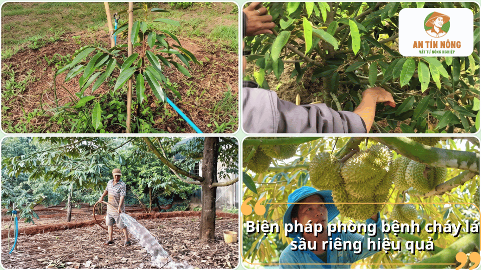 Biện pháp phòng bệnh cháy lá sầu riêng bằng chăm sóc vườn, cắt tỉa cành và quản lý nước tưới hợp lý.