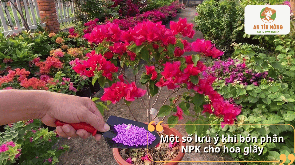 Những lưu ý khi bón phân NPK cho hoa giấy để cây hấp thu hiệu quả, hạn chế cháy rễ và sốc phân.