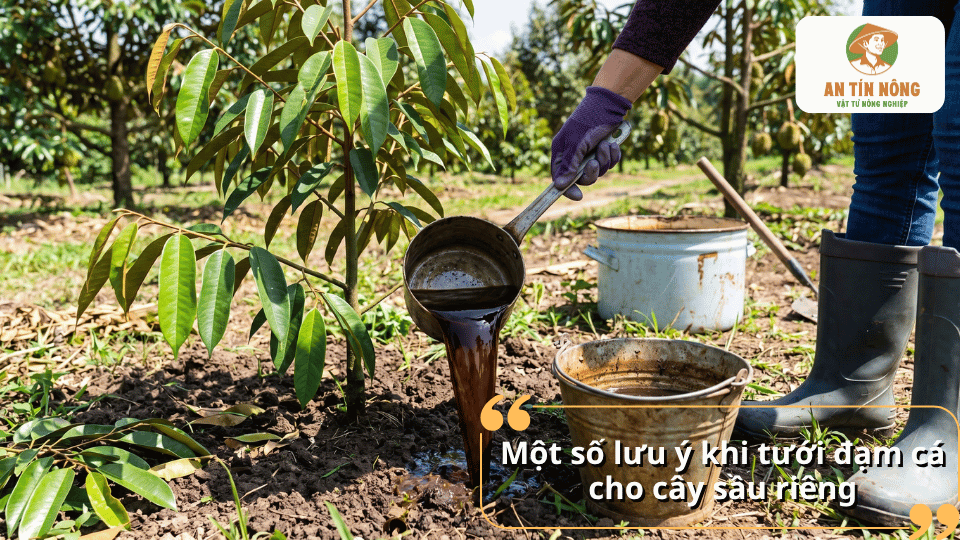 Những lưu ý quan trọng khi tưới đạm cá cho cây sầu riêng nhằm tránh lãng phí phân bón và giúp cây hấp thu dinh dưỡng tối ưu.