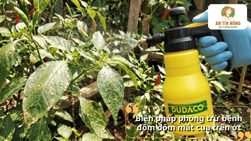 Phun thuốc phòng trừ bệnh đốm mắt cua trên cây ớt giúp hạn chế nấm bệnh lây lan.