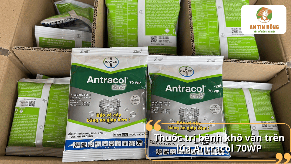 Thuốc Antracol 70WP phòng và trị bệnh khô vằn trên lúa, hạn chế nấm bệnh lây lan hiệu quả.