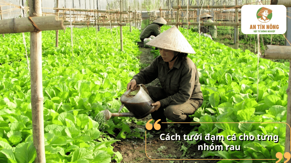 Cách tưới đạm cá cho từng nhóm rau giúp cây phát triển đồng đều và hạn chế thất thoát dinh dưỡng.