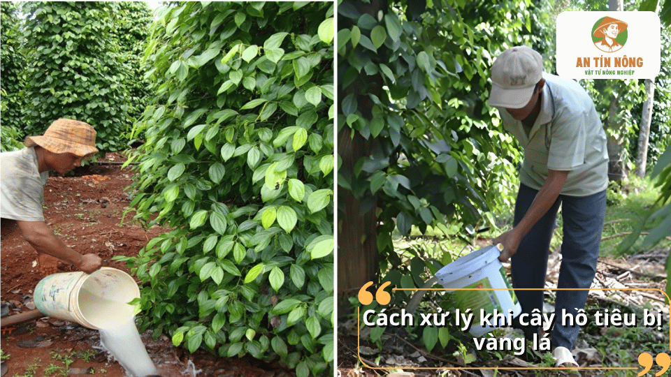 Hướng dẫn xử lý cây hồ tiêu bị vàng lá bằng cách cải tạo đất, bổ sung dinh dưỡng, quản lý nước tưới và kiểm soát nấm bệnh hiệu quả.