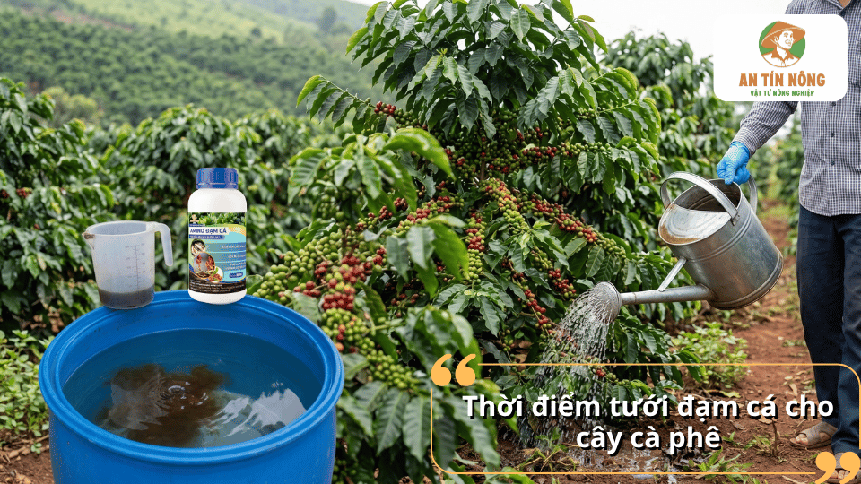 Thời điểm tưới đạm cá cho cây cà phê hiệu quả theo từng giai đoạn sinh trưởng như sau thu hoạch, ra hoa, nuôi trái và phục hồi cây.
