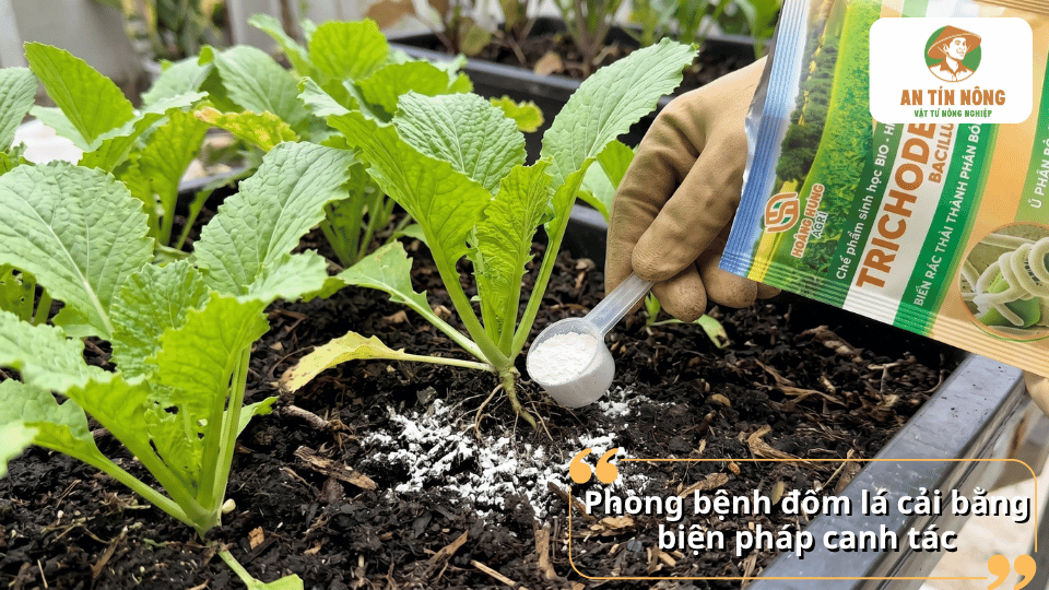 Phòng bệnh đốm lá trên rau cải bằng biện pháp canh tác kết hợp chế phẩm sinh học Trichoderma.
