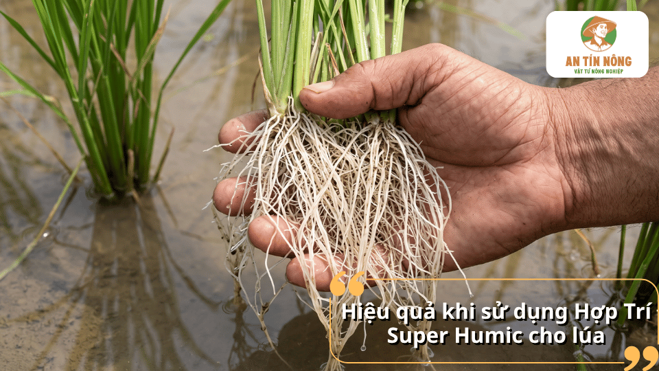 Hiệu quả khi sử dụng Hợp Trí Super Humic cho lúa giúp rễ trắng khỏe, cây cứng và phát triển đồng đều.