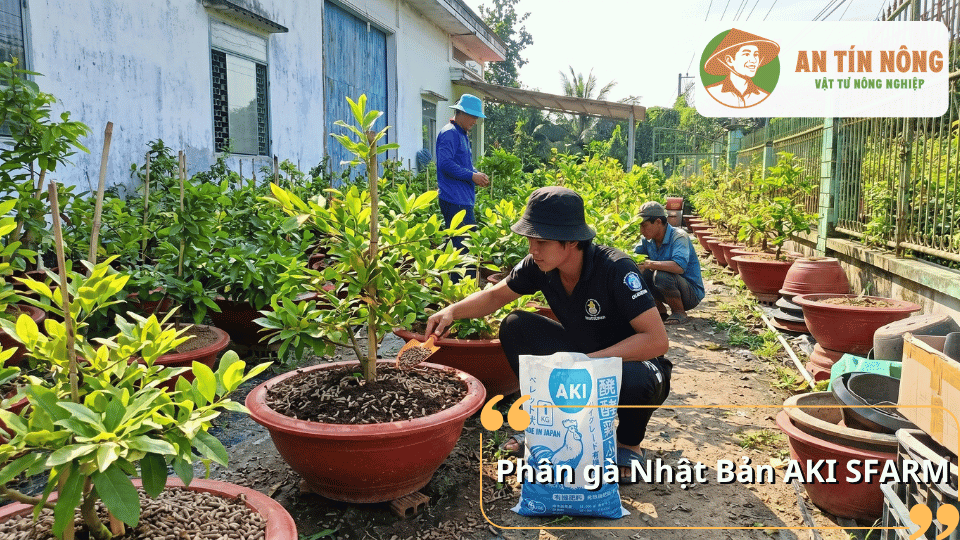 Phân gà Nhật Bản AKI SFARM cung cấp nguồn dinh dưỡng hữu cơ chất lượng, cải tạo đất và giúp mai vàng phát triển khỏe mạnh.