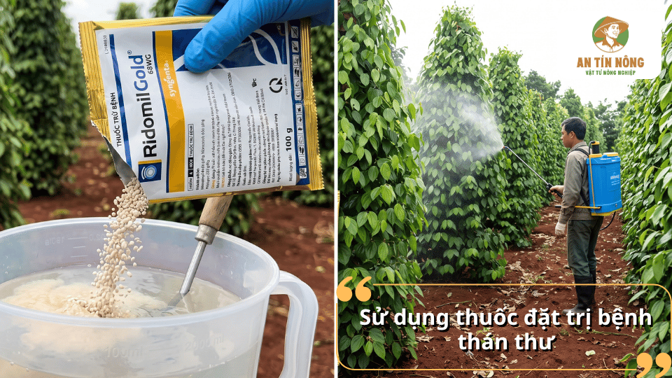 Sử dụng thuốc đặc trị bệnh thán thư trên cây tiêu đúng thời điểm và đúng liều lượng giúp kiểm soát bệnh hiệu quả, hạn chế lây lan.