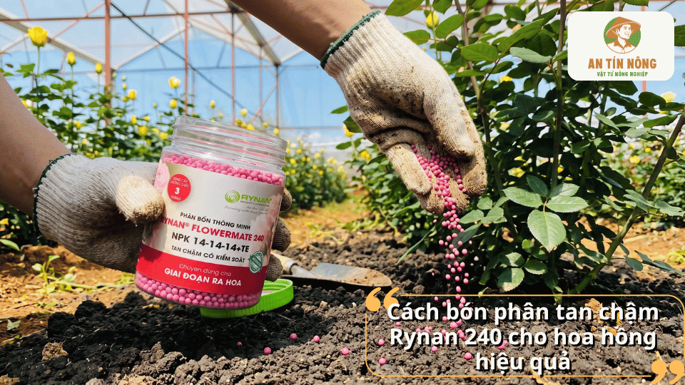 Cách bón phân tan chậm Rynan 240 cho hoa hồng đúng kỹ thuật
