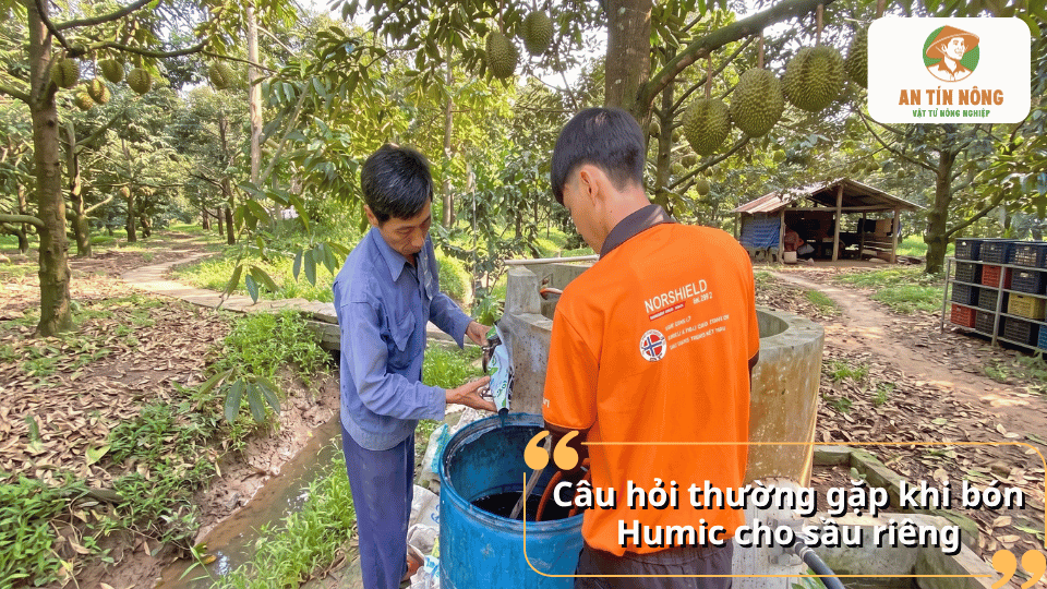 Giải đáp câu hỏi thường gặp khi bón Humic cho cây sầu riêng