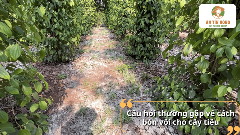Giải đáp câu hỏi thường gặp về cách bón vôi cho cây tiêu