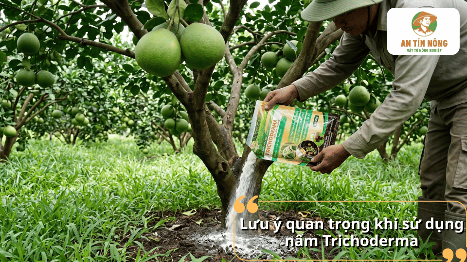 Lưu ý quan trọng khi bón nấm Trichoderma cho cây ăn trái
