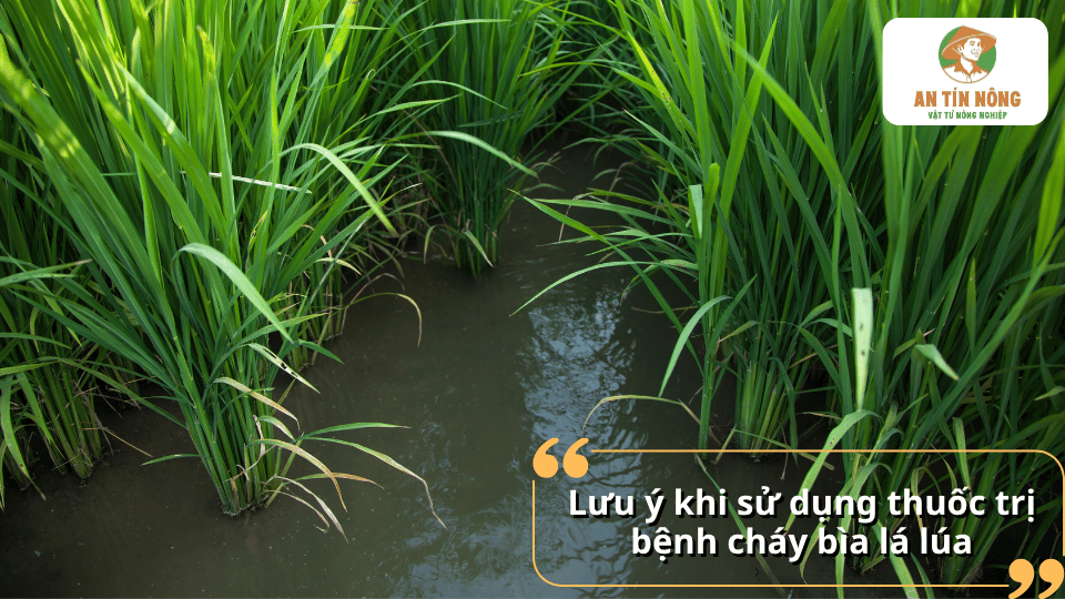 Ruộng lúa xanh tốt sau xử lý, lưu ý sử dụng thuốc trị bệnh cháy bìa lá lúa đúng kỹ thuật.