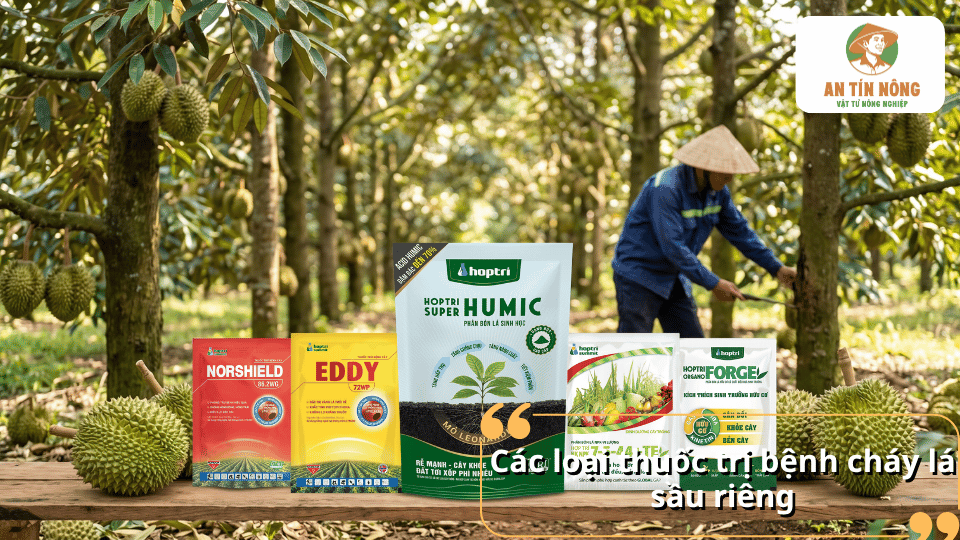 Các loại thuốc trị bệnh cháy lá sầu riêng giúp kiểm soát nấm bệnh và phục hồi cây phát triển khỏe mạnh.